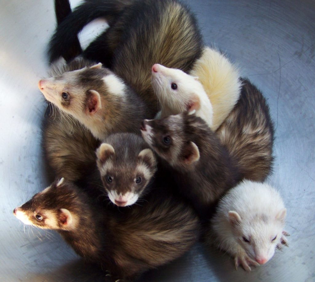 Six ferrets